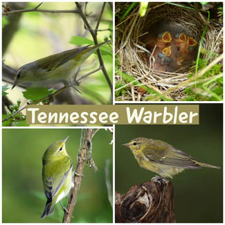 Tennessee Warbler